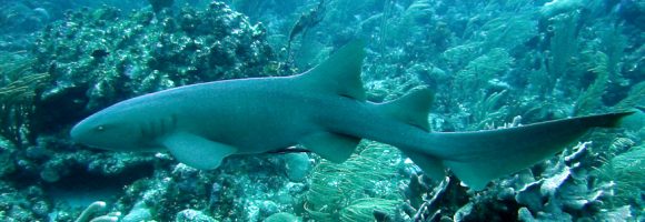 Fish Tales: A Lesson in Faith