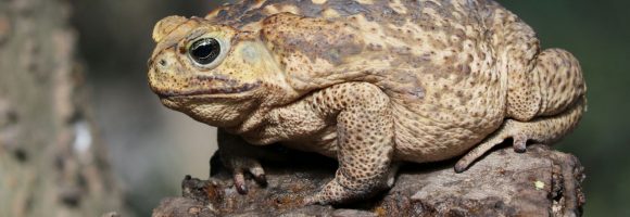 Evolution and the Problem of Self-Awareness